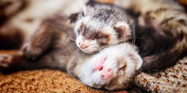 La Llegada de un Huron