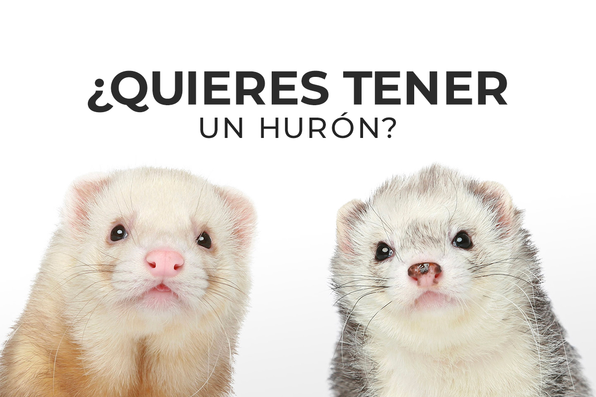 FR_Banner-Mundo-Hurón-2-1200x800_101_17